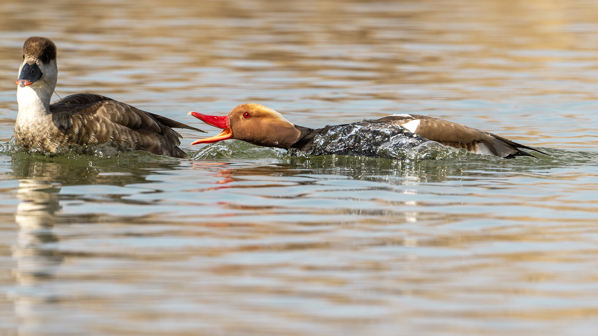Red-crested Pochard